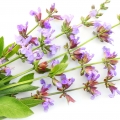 Sage Salvia Officinalis