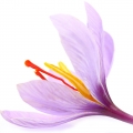 Saffron Crocus Sativus Linneaus