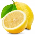Lemon Citrus limon
