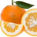 Bitter Orange Citrus bigaradia