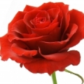 China Rose Rosa chinensis
