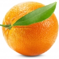 Orange Citrus sinensis 