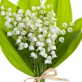 Lily of the Valley