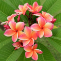 Plumeria