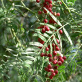 Peruvian Pepper