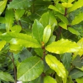 Bay Leaf