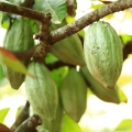 Cacao Pod