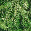 Torreya