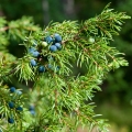 Juniper Berries