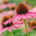 Purple Coneflower