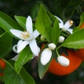 Neroli