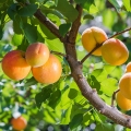 Apricot