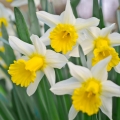 Narcissus
