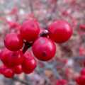 Red Berries