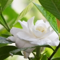 Gardenia