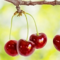 Cherry