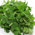 Fenugreek