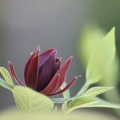 Calycanthus