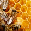 Beeswax