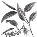 Cubeb or Tailed Pepper