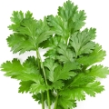 Coriander