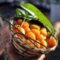Hog Plum