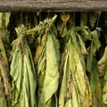 Tobacco