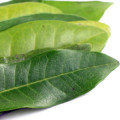 Pimento Leaf