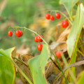 Lily of the Valley