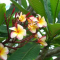 Plumeria