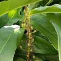 Cardamom Flower