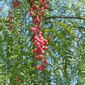 Peruvian Pepper