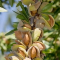 Almond