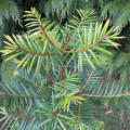 Torreya