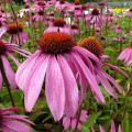 Purple Coneflower