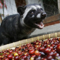 Kopi Luwak Coffee