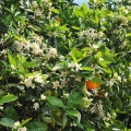 Orange Blossom