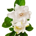 Gardenia