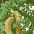 Tamarind