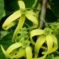 Ylang-Ylang