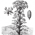 Asafoetida