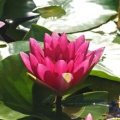 Water Lily