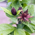 Calycanthus