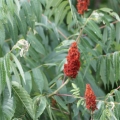 Sumac