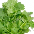 Coriander