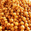 Hog Plum