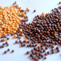 Mustard Seed