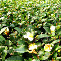 Green Tea Flower