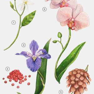 Royal Freesia Zara perfume - a fragrance for women 2023