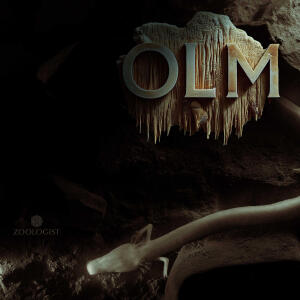 Zoologist OLM ズーロギスト　オルム　限定版 Olm Zoologist Perfumes perfumy - to nowe perfumy dla kobiet